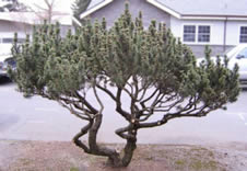 Ornamental Pruning