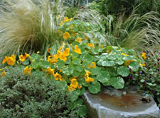 Surrounding plants over grow a natural stone water 'bowl'